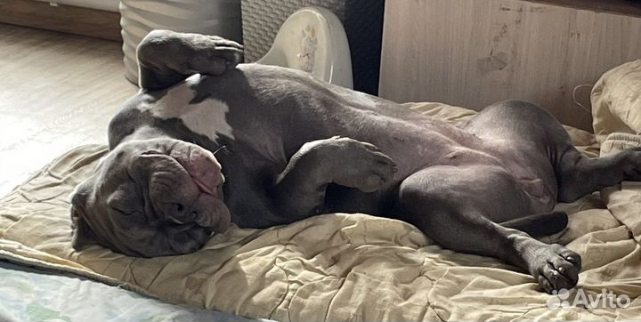 Домашняя гостиница для собак