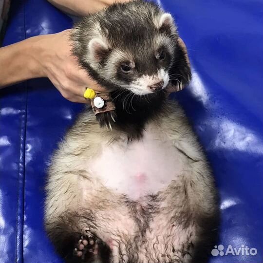 Услуги Врача ветеринара, Вызов на дом