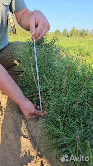 Сеянцы ели европейской окс