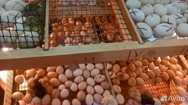 Инкубатор собственного производства на 2000 яиц