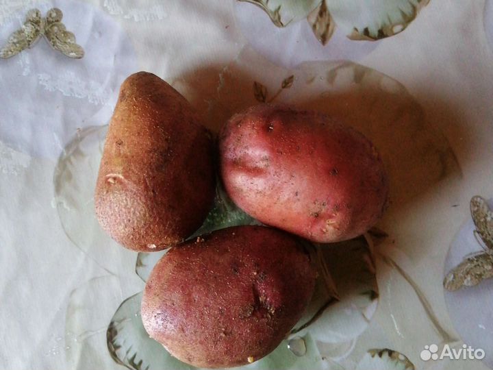 Продам картофель