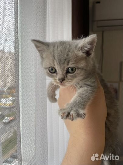 Британские котята