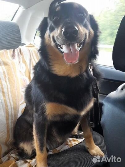 Перевозка домашних животных