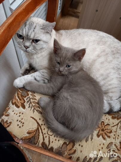 Британская