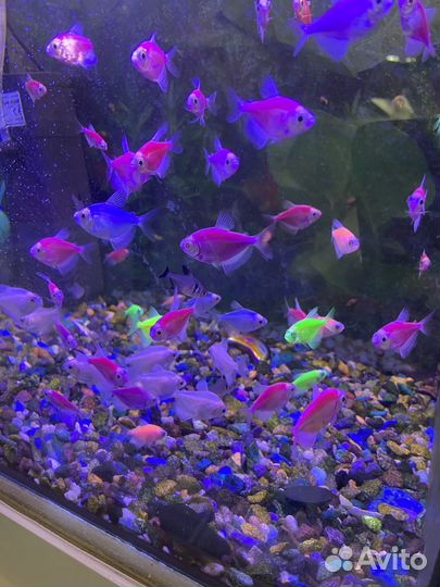 Аквариум с рыбками