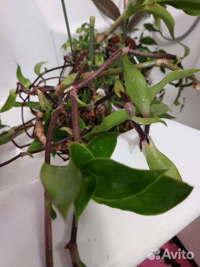 Усы и Золотой ус или каллизия душистая