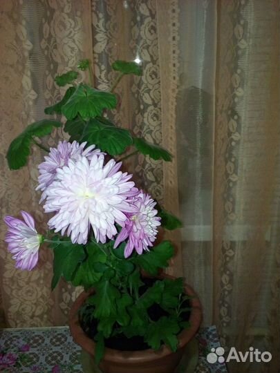 Хризантема, фиалки и др.цветы