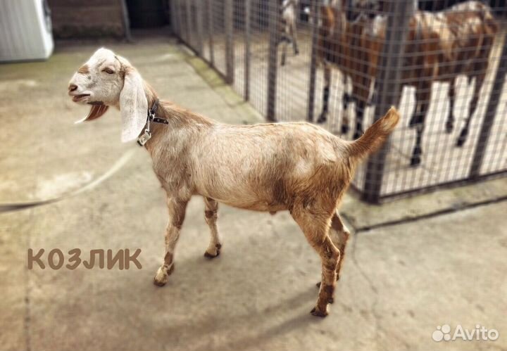 Нубийские козочки и козлики (6-8 мес под покрытие)