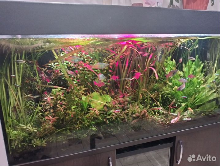 Прополка аквариумных растений