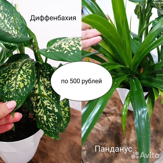 Комнатные растения