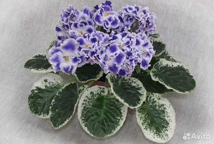 Фиалки лист срез