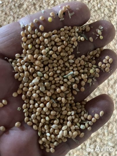 Просо желтое