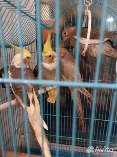 Попугаи кореллы птенцы