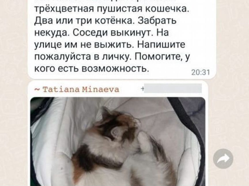 Кошка с новорожденным котятами в подъезде