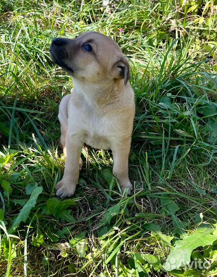 Щенок 1,5 мес девочка в добрые руки