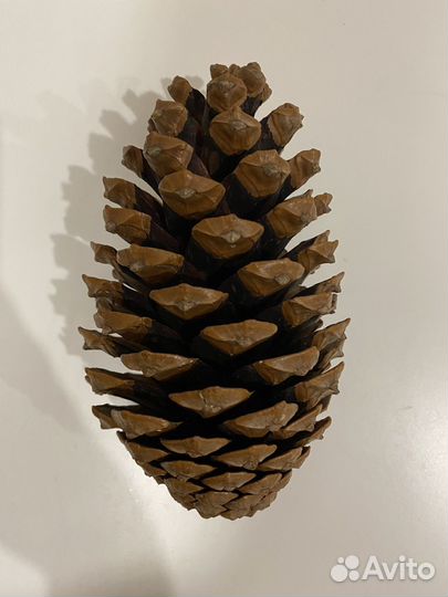 Шишка 18 см