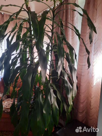 Драцена душистая