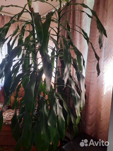 Драцена душистая