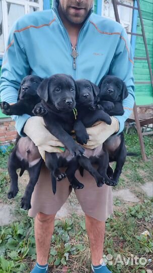 Щенки лабрадора черные