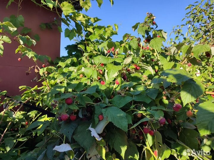 Ремонтантная малина