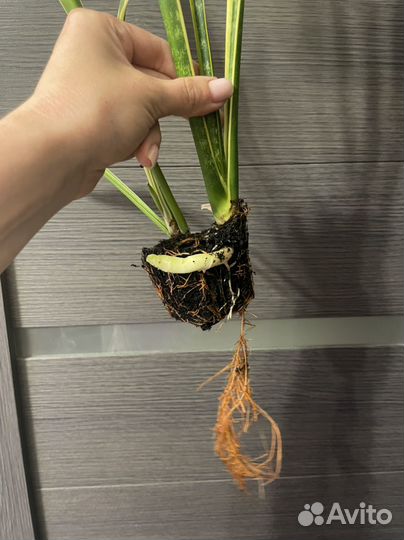 Сансевьерия лауренти