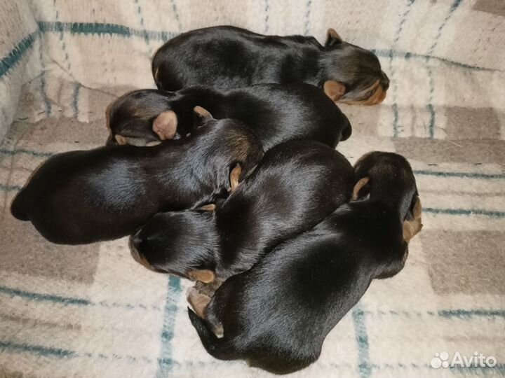 Йоркширский терьер щенки стандарт