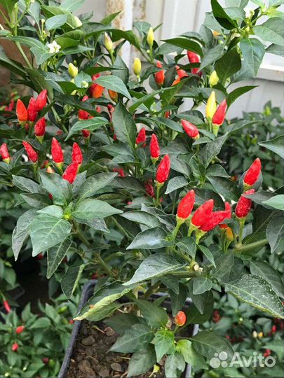 Шикарные кусты перца Огонёк