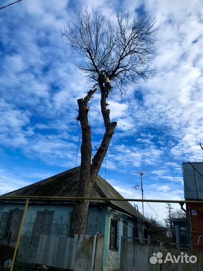 Спил деревьев