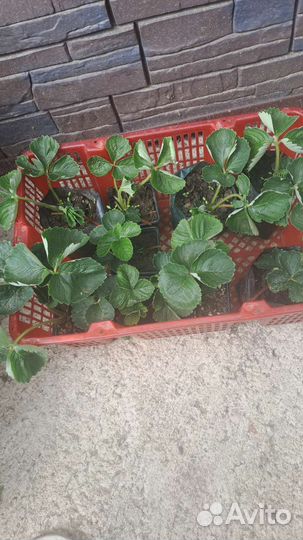 Рассада клубники