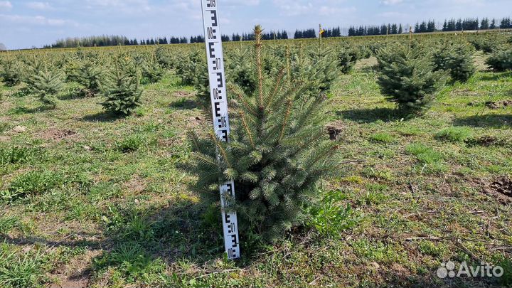 Туя, сосна, ель, можжевельник