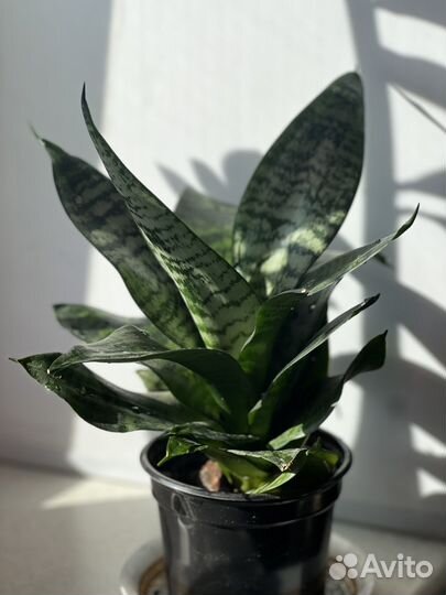 Сансевиерия