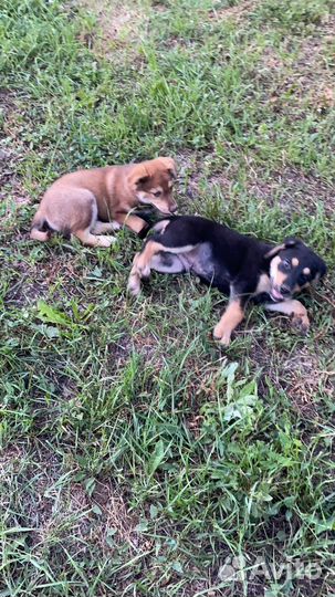 Щенок в добрые руки бесплатно