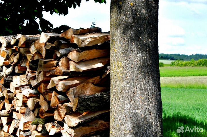 Дрова для камина