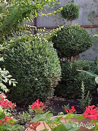 Самшит вечнозелёный