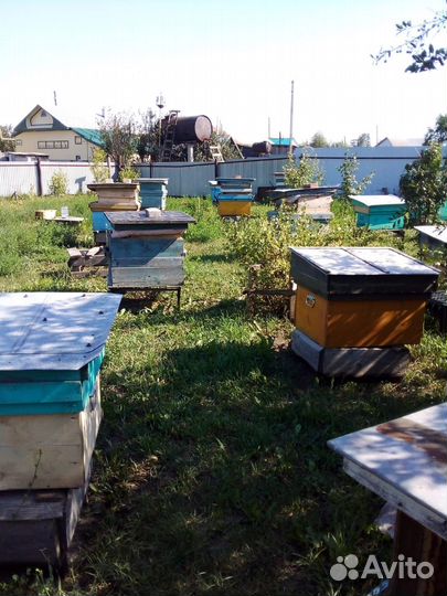 Пчелосемьи с ульями