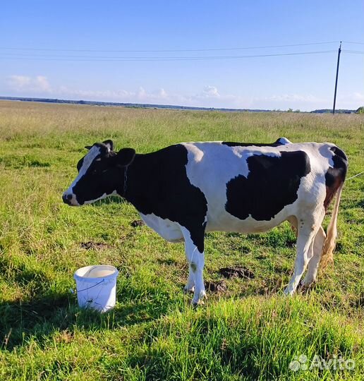 Корова дойная с теленком