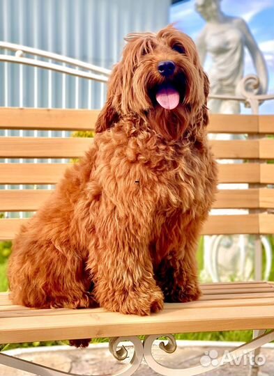 Настоящий Австралийский Лабрадудель (Коббердог)