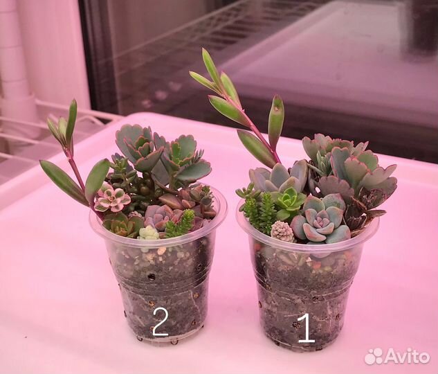 Садик из суккулентов (10+ видов)