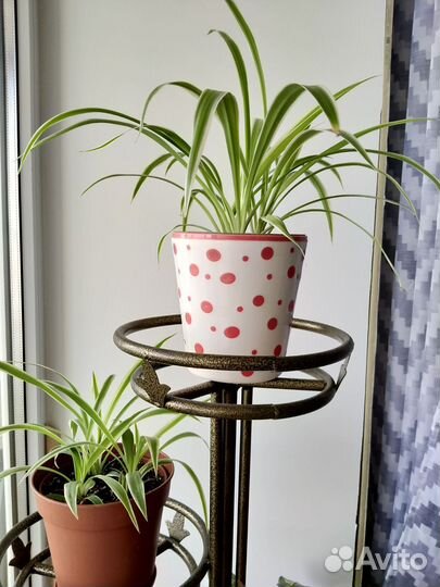 Хлорофитум