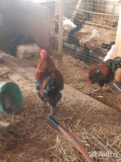 Петух породы Маран, 7 месяцев