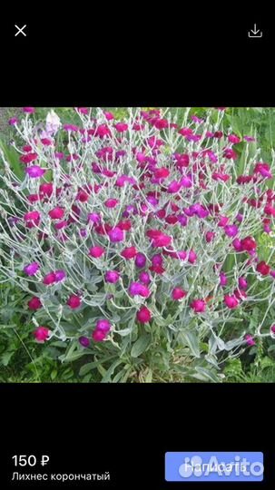 Гвоздика многолетняя