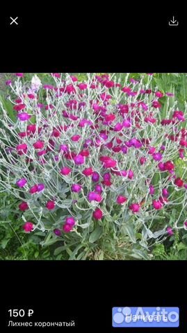 Гвоздика многолетняя