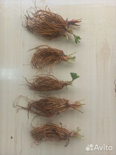 Рассада клубники. Крупная ягода