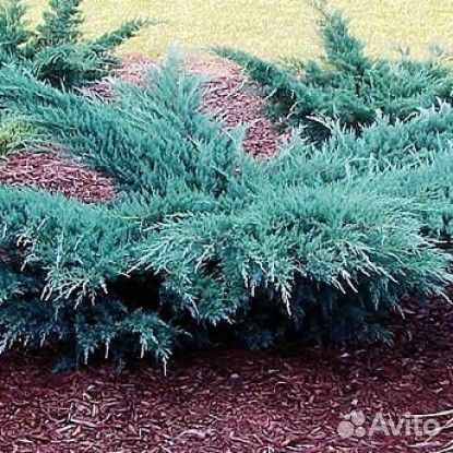 Можжевельники, ели сортовые. Вышлю почтой