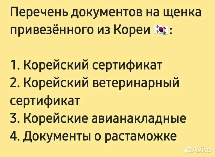 Мальтипу Тикап Тедди Пушон из Кореи