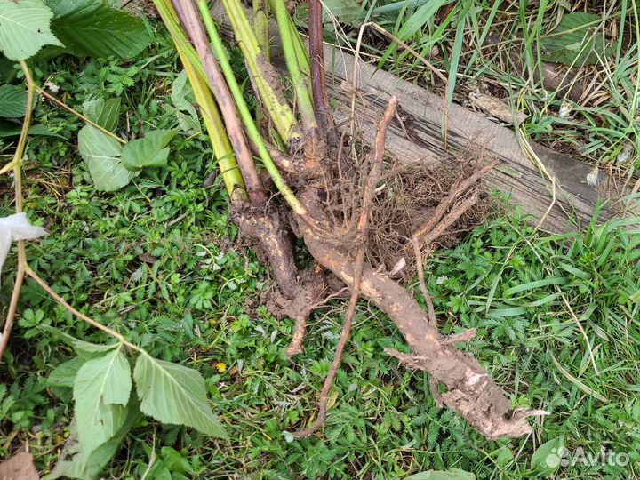 Саженцы ежевика