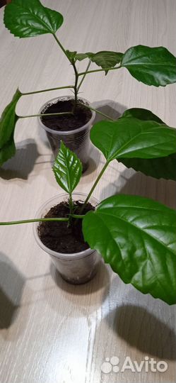 Бальзамины, гибискус