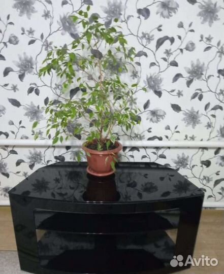 Стеклянная тумба под тв