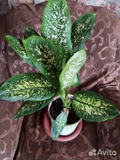 Диффенбахия