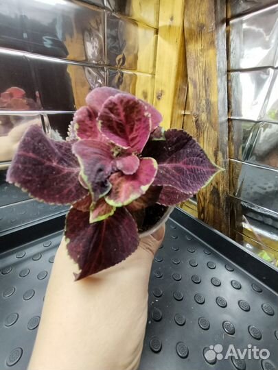 Колеусы вегетативные